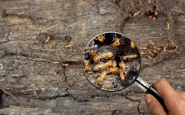 highly-rated termite control in Al Khan, sharjah uae