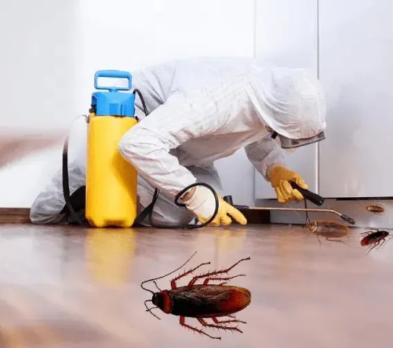 complete home cockroach control cost in Sharjah