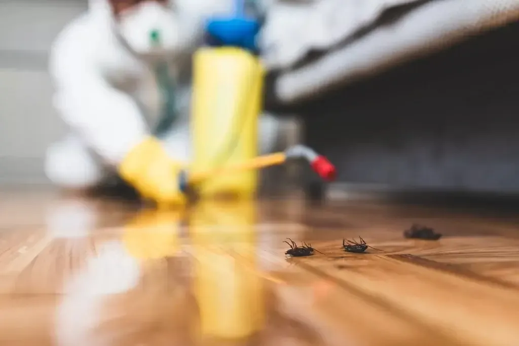 responsive cockroach pest control Sharjah