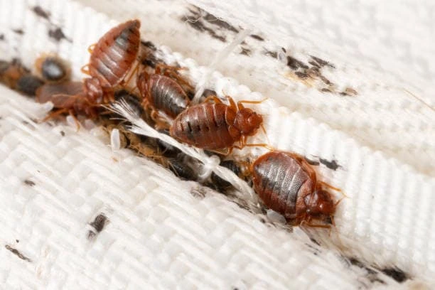 Same-day bedbug control service in Sharjah