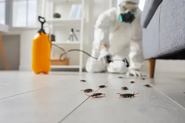 eco friendly cockroach pest control Sharjah home.