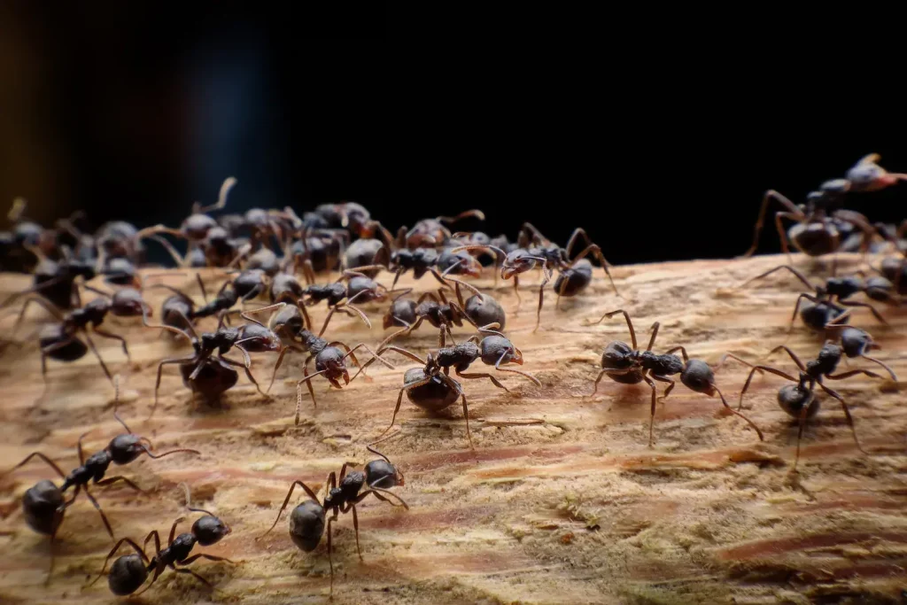 Full coverage of ant pest solution in Muwaileh, Sharjah.