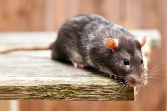 affordable rodent control treatment in Sharjah