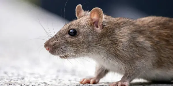 highly-rated rat and mice control company in Al Khan, sharjah uae