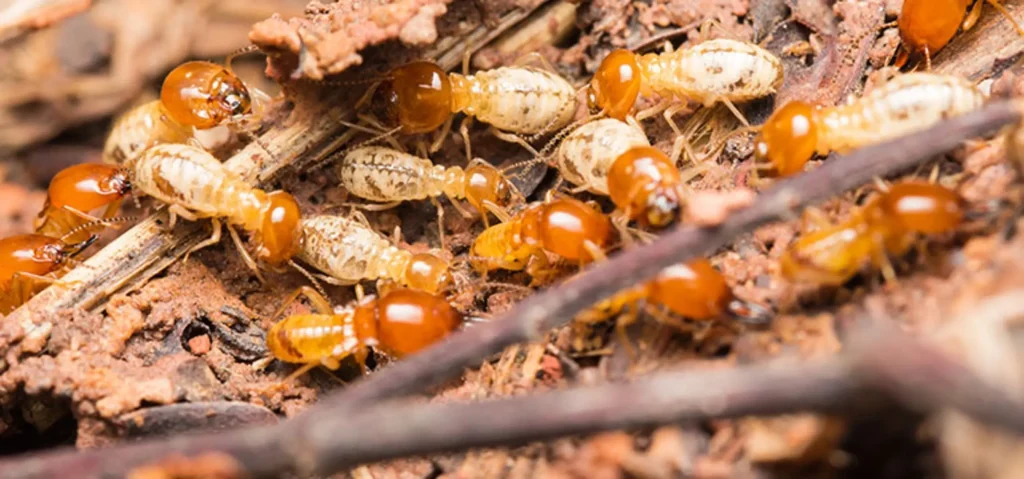 Termite Control in Sharjah - Pest Guard UAE