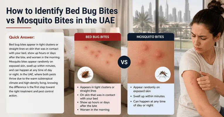A comparison infographic titled How to Identify Bed Bug Bites vs Mosquito Bites in the UAE, showing the differences in appearance, timing, and patterns between the two pests problems.